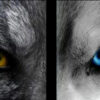 The wolves are hungry. The one you feed determines your life’s course. Artwork thanks to ridingwiththewindowdown.com