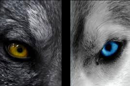 The wolves are hungry. The one you feed determines your life's course ...